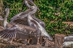 0439-pelicans
