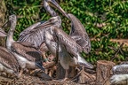 0442-pelicans