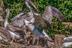 0444-pelicans
