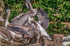 0449-pelicans