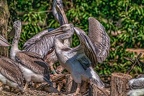 0455-pelicans