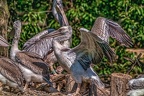 0456-pelicans