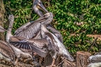 0462-pelicans