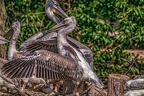 0464-pelicans