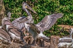 0475-pelicans
