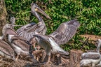 0476-pelicans