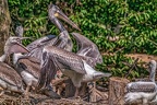 0482-pelicans