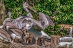 0488-pelicans