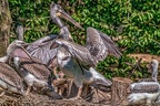0489-pelicans