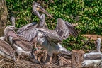 0492-pelicans