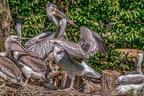 0494-pelicans