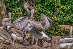 0495-pelicans