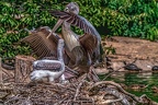 0497-pelicans