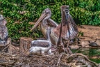 0499-pelicans