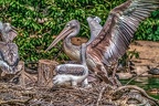 0501-pelicans