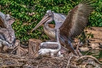 0503-pelicans