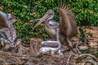 0504-pelicans
