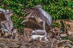 0506-pelicans