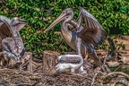0508-pelicans