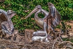 0509-pelicans