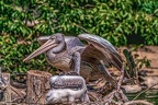 0525-pelicans