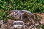0527-pelicans