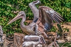 0535-pelicans