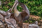 0540-pelicans
