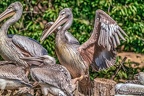0542-pelicans