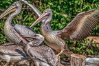 0545-pelicans