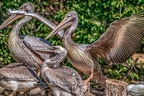 0546-pelicans