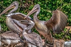 0547-pelicans