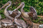 0548-pelicans