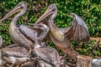 0549-pelicans