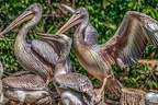 0552-pelicans