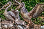 0553-pelicans