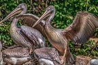 0556-pelicans