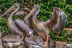 0558-pelicans