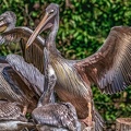 0566-pelicans