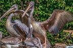 0566-pelicans