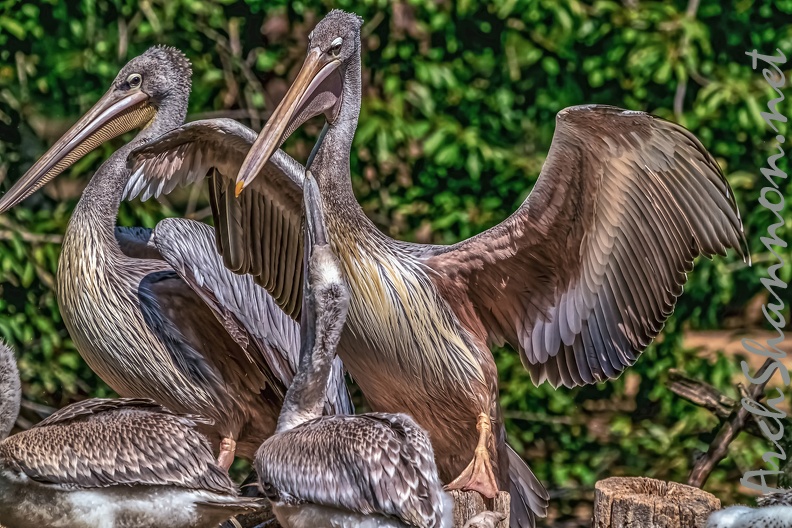 0567-pelicans