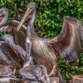 0568-pelicans
