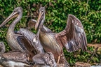 0572-pelicans