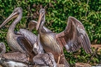 0573-pelicans