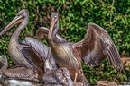 0574-pelicans