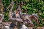 0582-pelicans