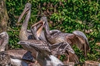 0583-pelicans