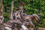 0588-pelicans