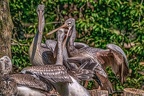 0592-pelicans