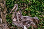 0598-pelicans